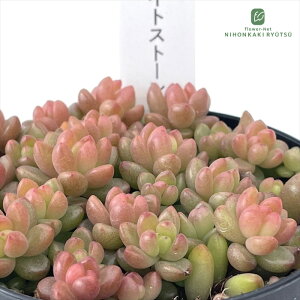 A hstZ_ zCgXg[Nbv A Ԃ₳c Z_ 7.5cm|bg