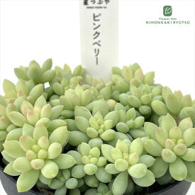 多肉植物 hstセダム ピンクベリー 多肉植物 星つぶやさん苗 セダム 7.5cmポット