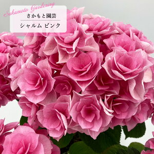 \̔ AWTC V sN 9cm`10.5cm|bg o^i Ɖ| nChWA c ԕc c  z smt 10{ȍ~