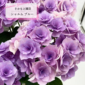 AWTC V u[ 9cm`10.5cm|bg o^i Ɖ| nChWA c ԕc c  z smt