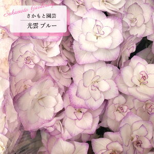 \̔ AWTC _ u[ 9cm`10.5cm|bg o^i Ɖ| nChWA c ԕc c  z smt 10{ȍ~