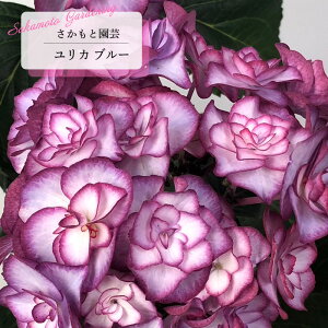 \̔ AWTC J YULIKA u[ 9cm`10.5cm|bg o^i Ɖ| nChWA c ԕc c  z smt 10{ȍ~