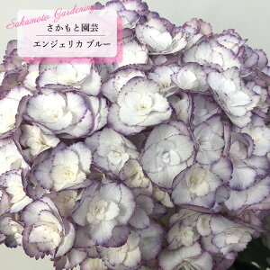 y܂Ȃߐ؂z \̔ AWTC GWFJ u[ 9cm`10.5cm|bg o^i Ɖ| nChWA c ԕc c  z smt 10{ȍ~