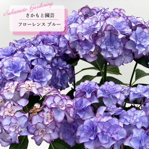 \̔ AWTC t[X u[ 9cm`10.5cm|bg o^i Ɖ| nChWA c ԕc c  z smt 10{ȍ~