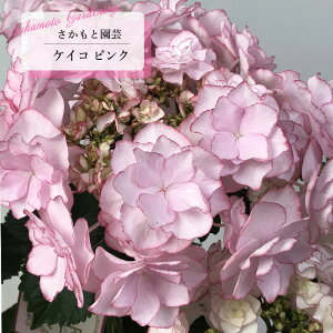 \̔ AWTC PCR KEIKO sN 9cm`10.5cm|bg o^i Ɖ| nChWA c ԕc c  z smt 10{ȍ~