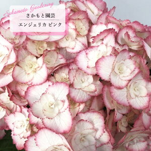 \̔ AWTC GWFJ sN 9cm`10.5cm|bg o^i Ɖ| nChWA c ԕc c  z smt 10{ȍ~