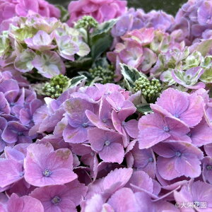 AWTC JtWA XpCXno.3 9cm|bg  hԉ nChWA c ԕc c  z dka