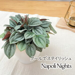 ϗtA cot yy~A i|iCc 3.5 ϗtA ^   蕨 v[g CeA 