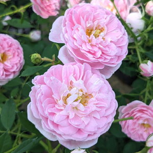 \̔ oc oc ^^E TNNX^ io^o蒆 KN ΂  o c sN kso 2{ȍ~