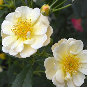 \̔ oc oc RfX Tj[VGb^ io^o蒆 KN ΂  o c  kso 2{ȍ~