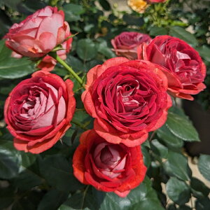 \̔ oc oc RfX Xgx[~Xg io^o蒆 KN ΂  o c  kso 2{ȍ~