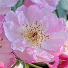 予約販売 バラ苗 バラ大苗 コルデス ラベンダーシルエッタ 品種登録出願中 薔薇 ばら 送料無料 京成バラ園 大苗 紫 kso 2月下旬以降発送