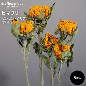 ドライフラワー ヒマワリ ビンセントクリアオレンジ 5本入り インテリア 飾り ディスプレイ アンティーク おしゃれ 可愛い アレンジ スワッグ ブーケ 花材 素材 ドライフラワーラボ dfl