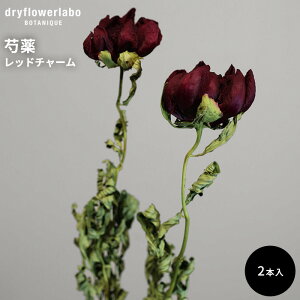 hCt[ 䉖 VNN bh`[ 2{ CeA  fBXvC AeB[N   AW XbO u[P ԍ f hCt[{ dfl