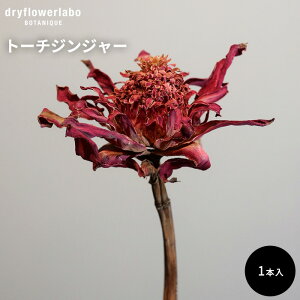 hCt[ g[`WW[ CeA  fBXvC AeB[N   AW XbO u[P ԍ f hCt[{ dfl