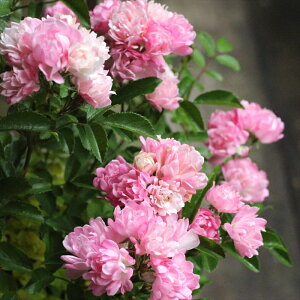 \̔ oc oc T[Y i܂j lG炫 KN ΂  sN ommo 2{ȍ~