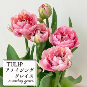 \̔ `[bv ACWOOCX 5  A  smr 2{ȍ~