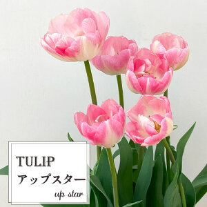 \̔ `[bv AbvX^[ 5  A  smr 2{ȍ~