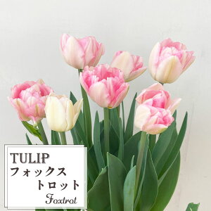 \̔ `[bv tHbNXgbg 5  A  smr 2{ȍ~