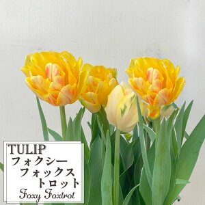 \̔ `[bv tHNV[tHbNXgbg 5  A  smr 2{ȍ~