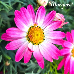 \̔ }[Kbg c X}bVV[Y K[sN 10.5cm|bg ԕc K[fjO c tuj 3{ȍ~