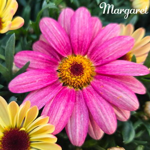 \̔ }[Kbg c X}bVV[Y s[`AC 10.5cm|bg ԕc K[fjO c tuj 3{ȍ~