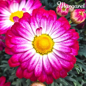 \̔ }[Kbg c X}bVV[Y [YzCg 10.5cm|bg ԕc K[fjO c tuj 3{ȍ~