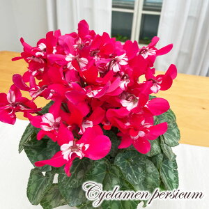 \̔ R炫 VN WbNX bh 5 MtgobOt  Ε ~Mtg  Mtg v[g A  tkmr 12{ȍ~