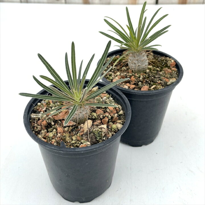 楽天市場】多肉植物 caパキポディウム グラキリス 実生 7.5cm〜9cm 