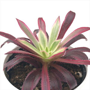 A hmAGIjE t@C[NbJ[ A AGIjE 6cm|bg