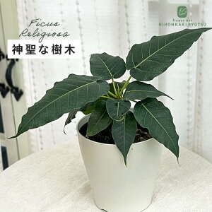 ϗtA tBJX WI[T 4 Ch{_CW ϗtA ^   蕨 v[g CeA 