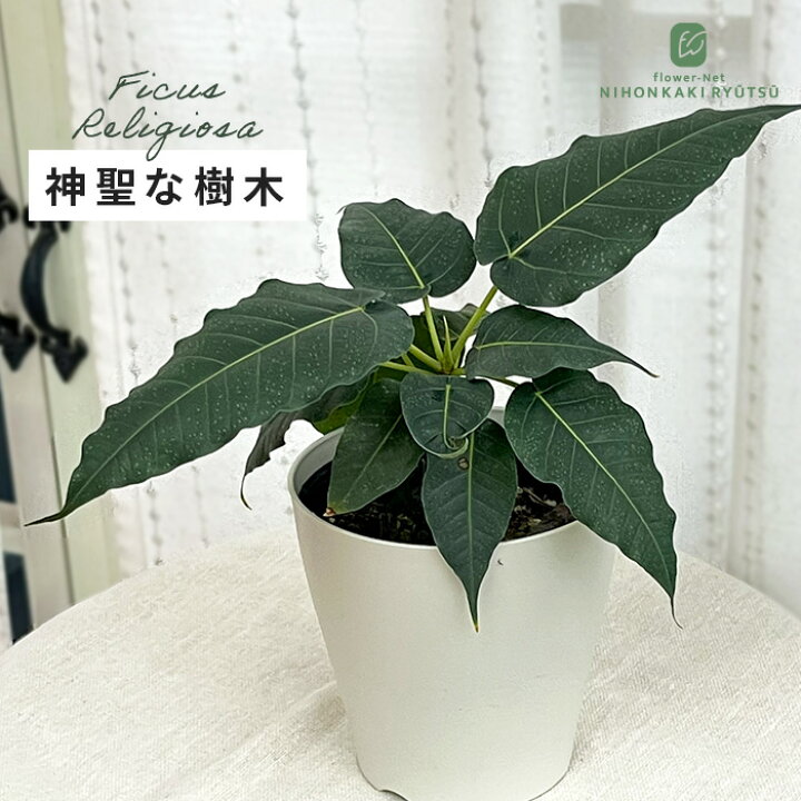 楽天市場】観葉植物 フィカス レリジオーサ 4号鉢 インドボダイジュ 