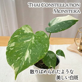 観葉植物 モンステラ タイコンステレーション 白斑 斑入り 3.5号鉢 送料無料 希少 珍しい 観葉植物 小型 小さい 室内 贈り物 プレゼント インテリア おしゃれ mzt