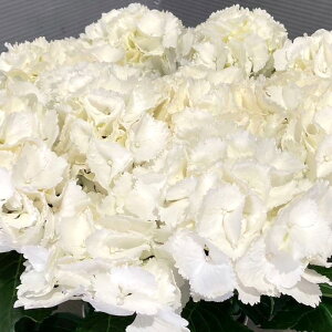 �\��̔� �A�W�T�C �A�C�X�x�A�[ 10.5cm�|�b�g �n�C�h�����W�A �c �ԕc �c�� �������� ���z�� yus 3�����{�ȍ~����