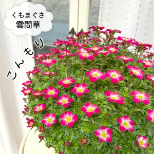 \̔ N}OT _ԑ  劔 6  ܂ ԉ SҌ Ă₷ LmV^  A  3{ȍ~