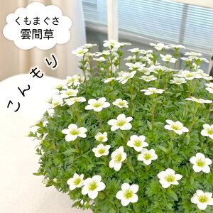 \̔ N}OT _ԑ  劔 6  ܂  SҌ Ă₷ LmV^  A  3{ȍ~