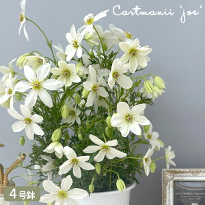 \̔ N}`X J[g}j[W[ 4  Mtg v[g A  3{ȍ~