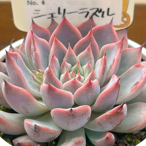 A PAL nae ZNV No.006 VF[Y A pNc  GPxA 6cm|bg yll1_z