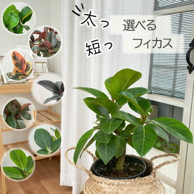 観葉植物 選べる フィカス ベンガレンシス オードリー アルテシマ ティネケ バーガンディ 5号鉢 ゴムの木 送料無料 インテリア おしゃれ