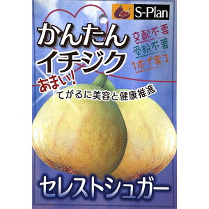 \̔  c ZXgVK[ 15cm|bg C`WN ԉ n c ʎc szm 5{ȍ~