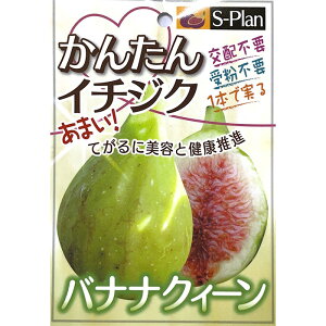 \̔  c oiiNB[ 15cm|bg C`WN ԉ n c ʎc szm 5{ȍ~