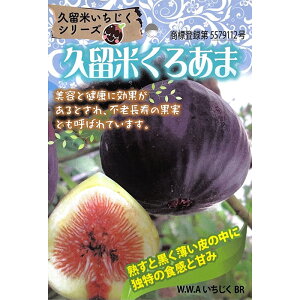 \̔  c vĂ날 15cm|bg C`WN ԉ n c ʎc szm 5{ȍ~