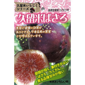 \̔  c vĂ΂ 15cm|bg C`WN ԉ n c ʎc szm 5{ȍ~