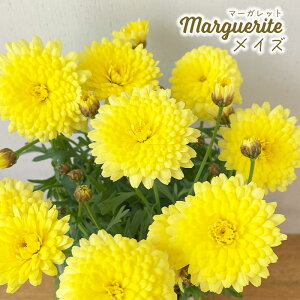 \̔ }[Kbg c CY 10.5cm|bg ԕc K[fjO c mtm 3{ȍ~