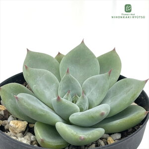 A skGPxA g}lVX×`GVX A GPxA 7.5cm|bg