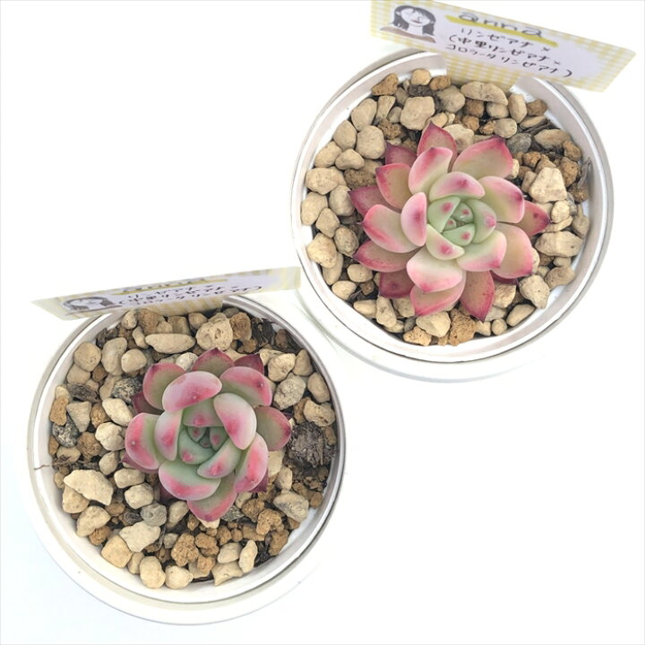 楽天市場】多肉植物 annaエケベリア リンゼアナ×（中里リンゼアナ×コロ 