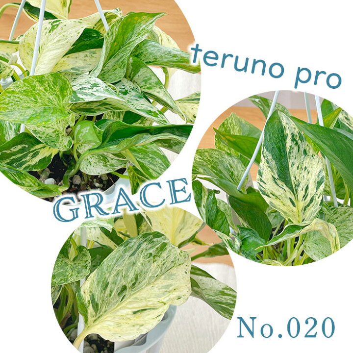 楽天市場】観葉植物 ポトス テルノプロシリーズ No.020 グレース 5号鉢 