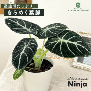 ϗtA AJVA jW 4 ϗtA ^   蕨 v[g CeA 