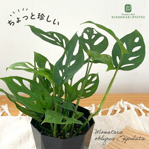 ϗtA Xe IuNAGNXs[^ 3.5 ϗtA ^   蕨 v[g CeA 