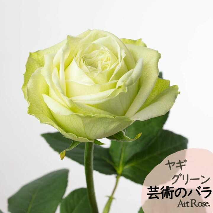 楽天市場】予約販売 バラ苗 バラ新苗 ArtRose. ヤギグリーン 薔薇 ばら